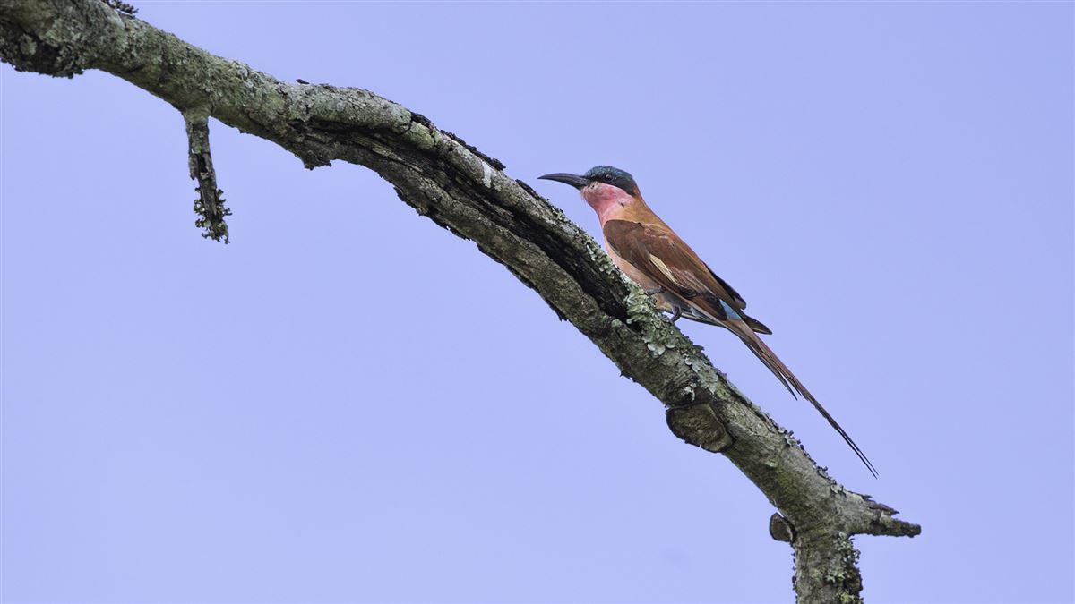 Southern Carmine Bee-eater