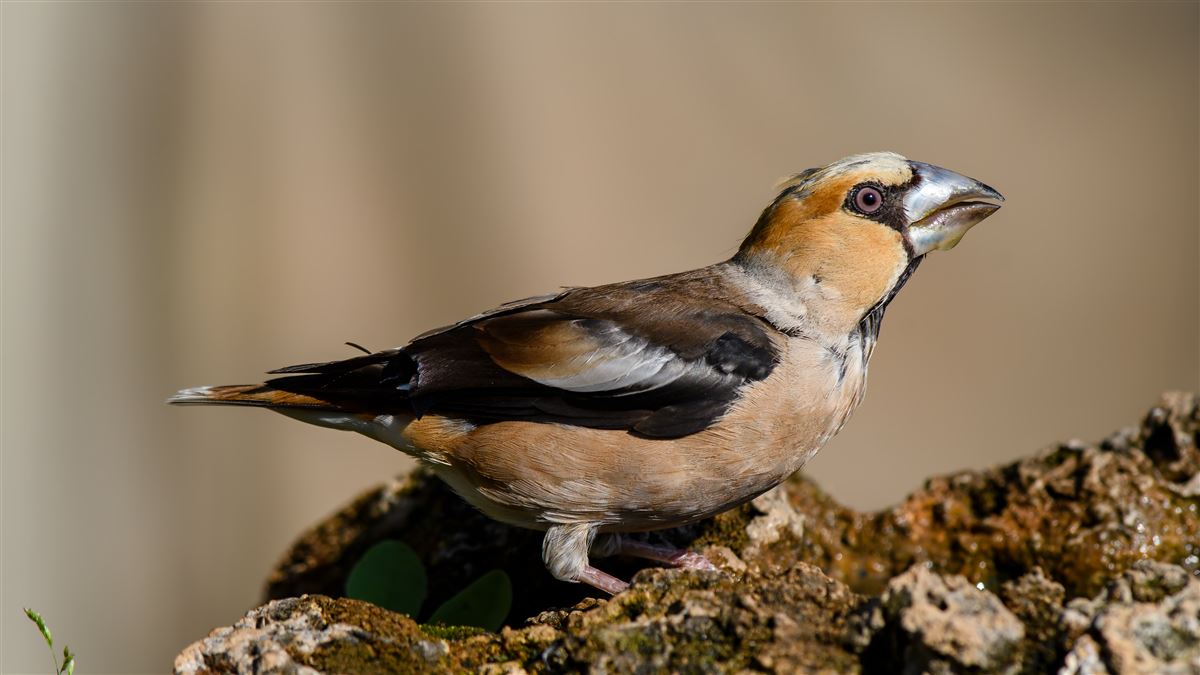 Hawfinch