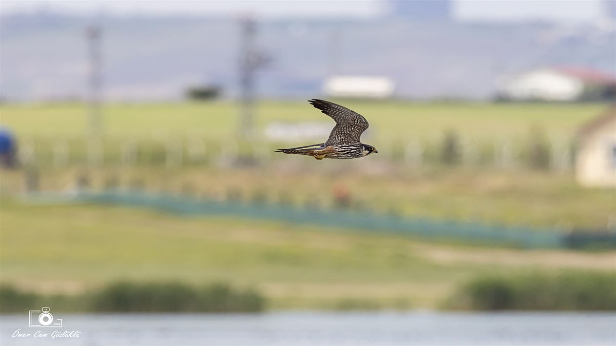 Eurasian Hobby