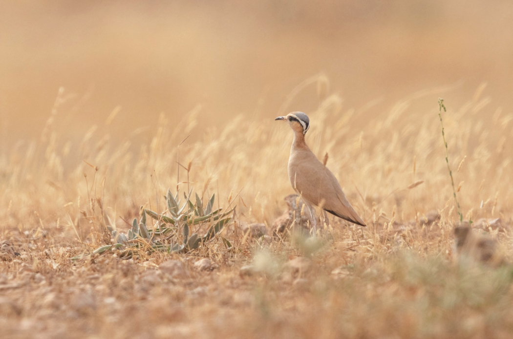 Cream-colored Courser