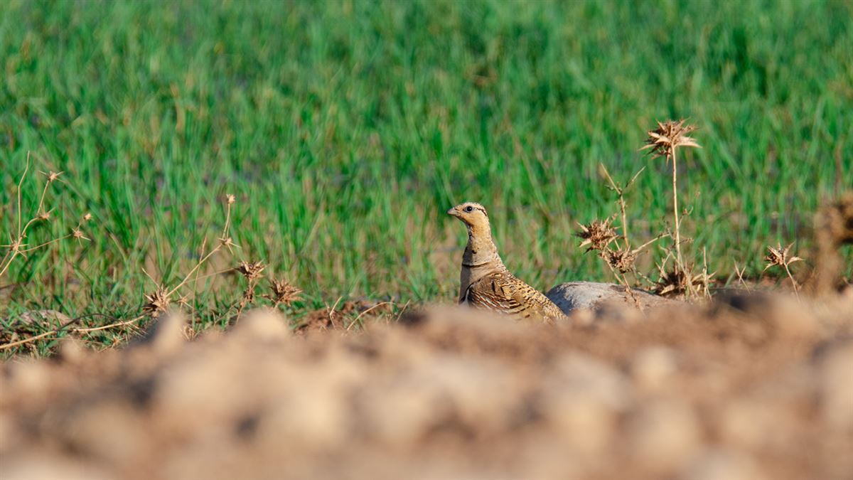 Pin-tailed Sandgrouse