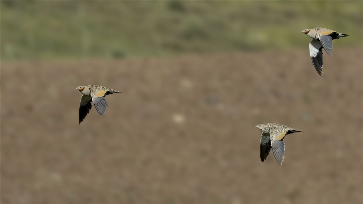 Black-bellied Sandgrouse