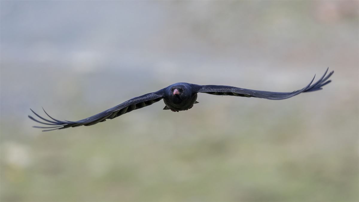 Red-billed Chough