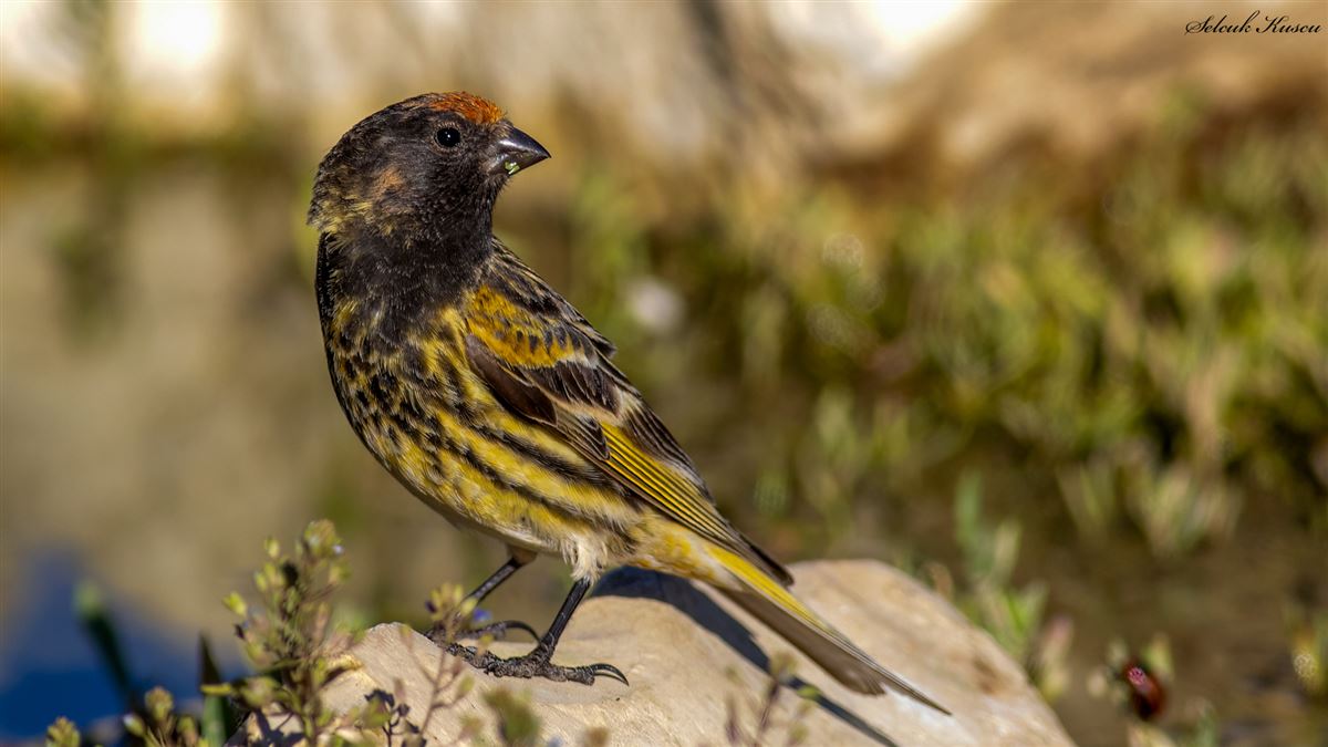 Red-fronted Serin