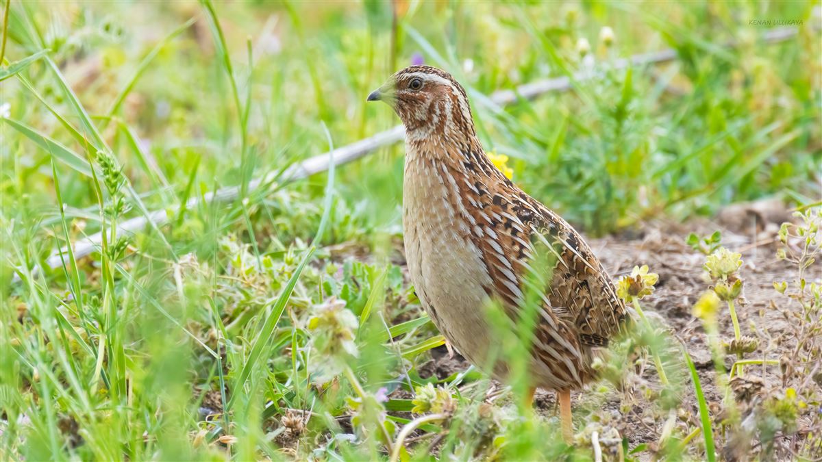 Common Quail