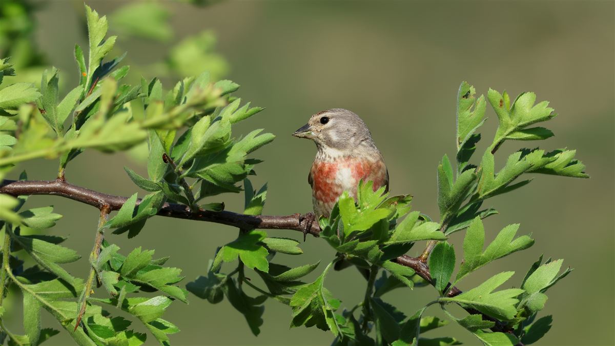 Common Linnet