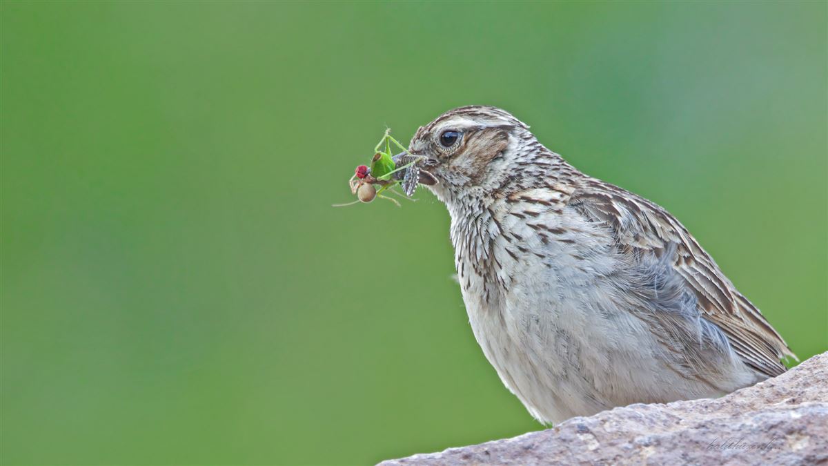 Woodlark