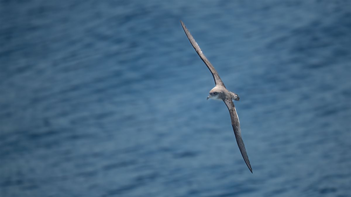 Scopoli`s Shearwater