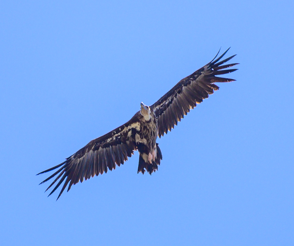 Cinereous Vulture