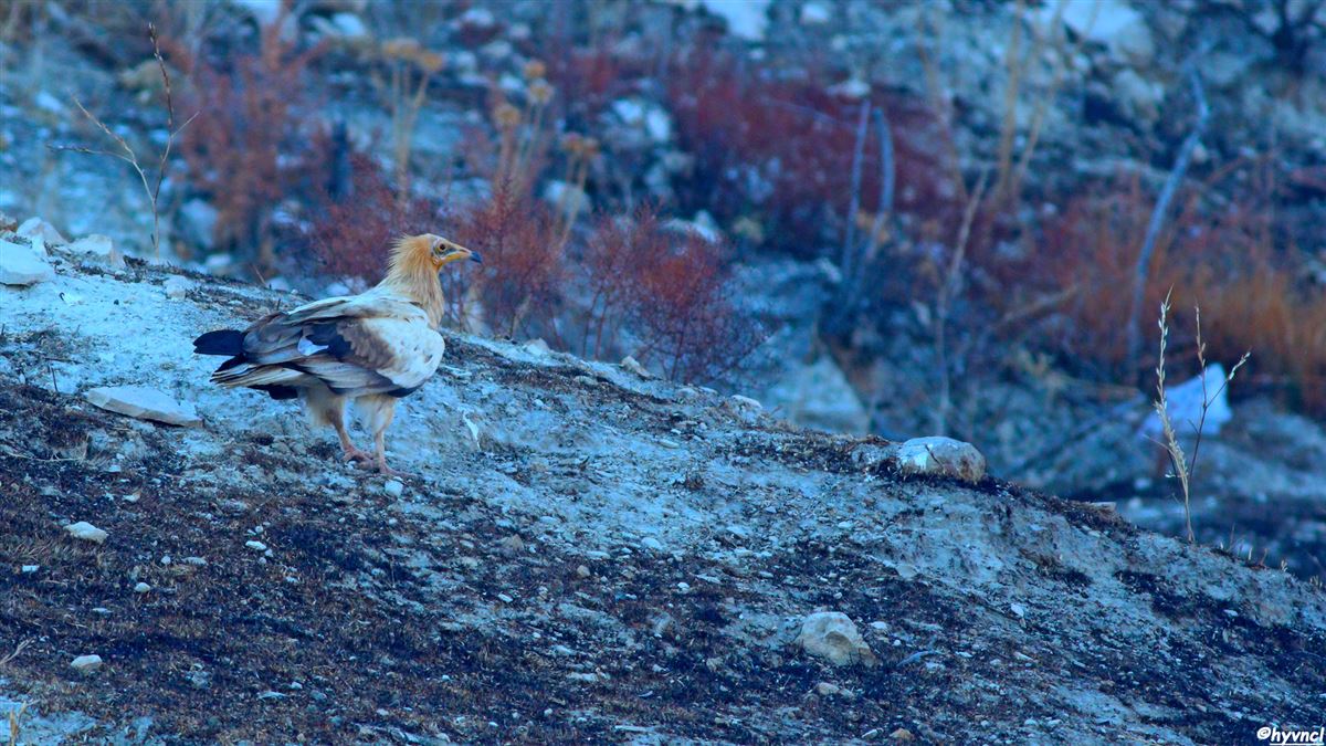 Egyptian Vulture