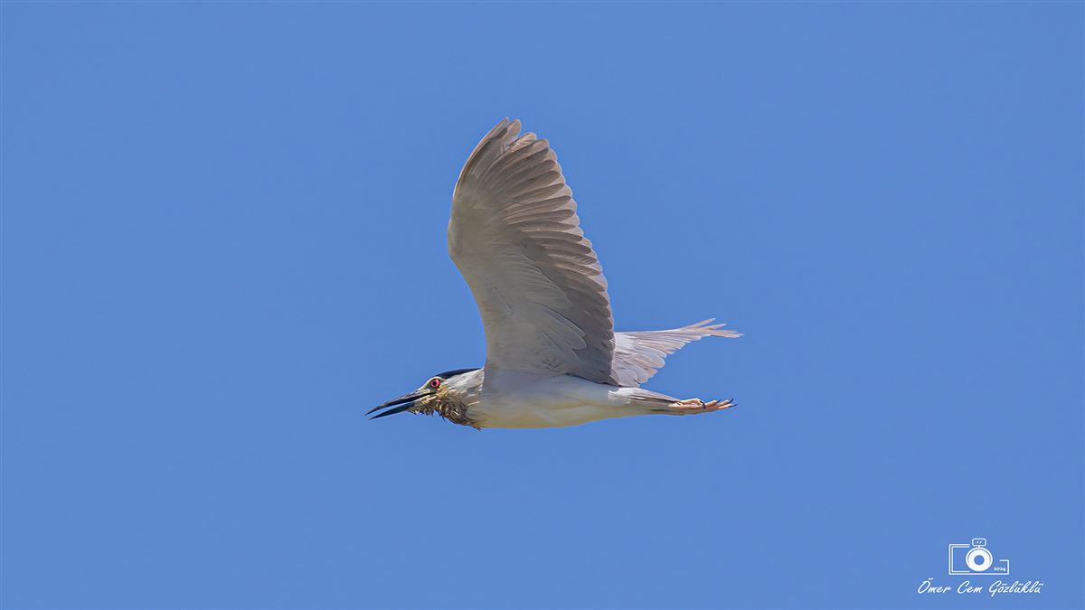 Black-crowned Night Heron
