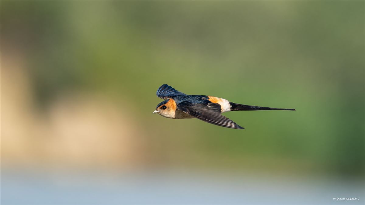 European Red-rumped Swallow
