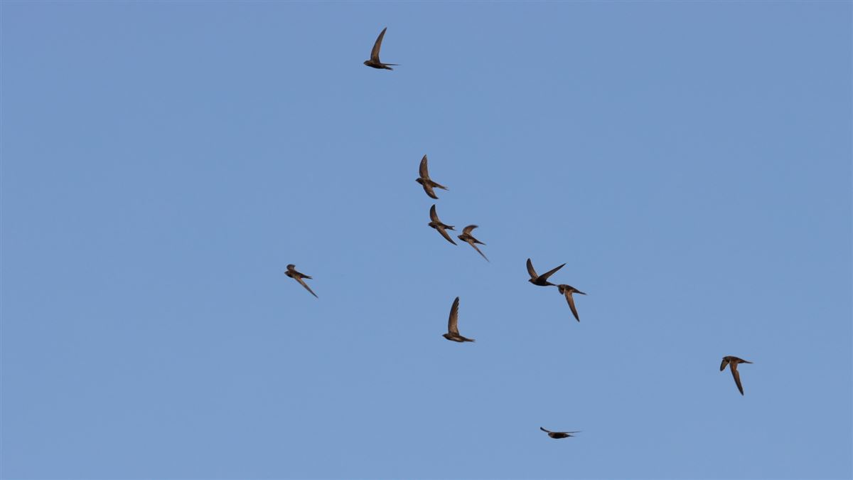 Common Swift