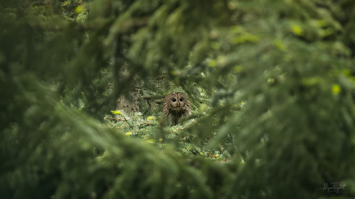 Tawny Owl