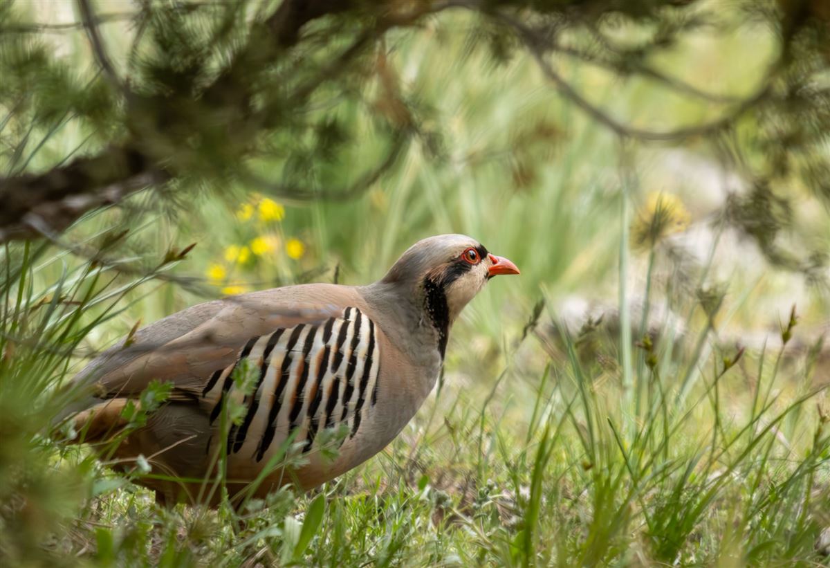 Chukar Partridge