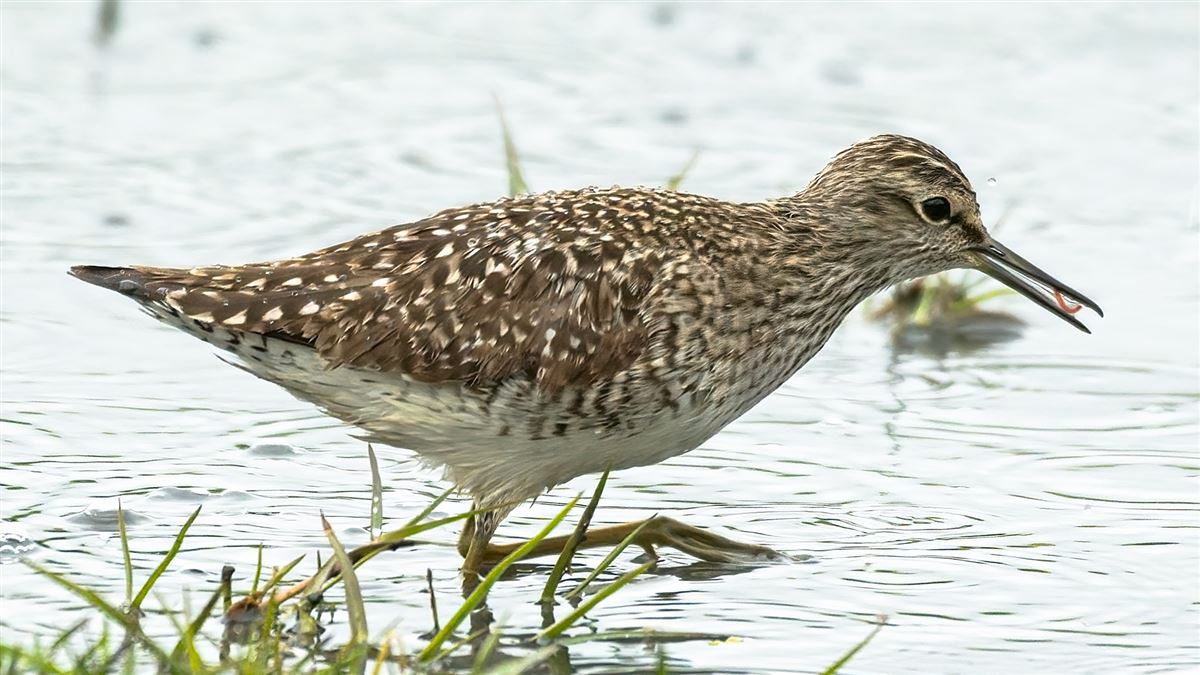 Wood Sandpiper