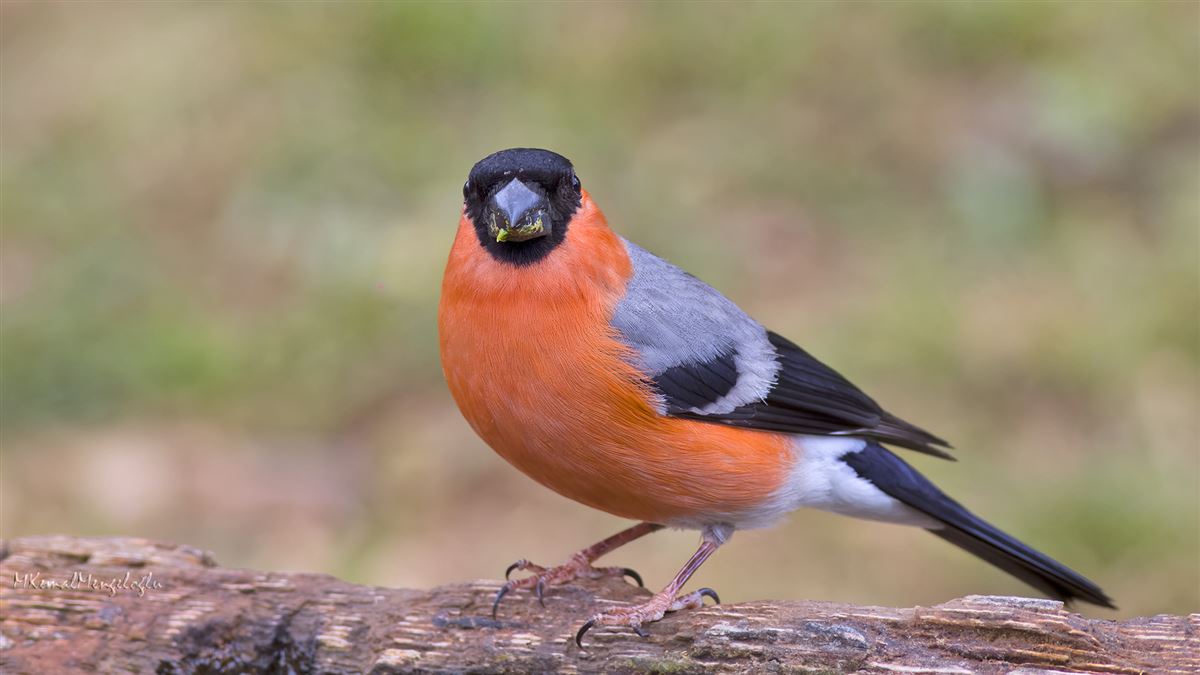 Eurasian Bullfinch