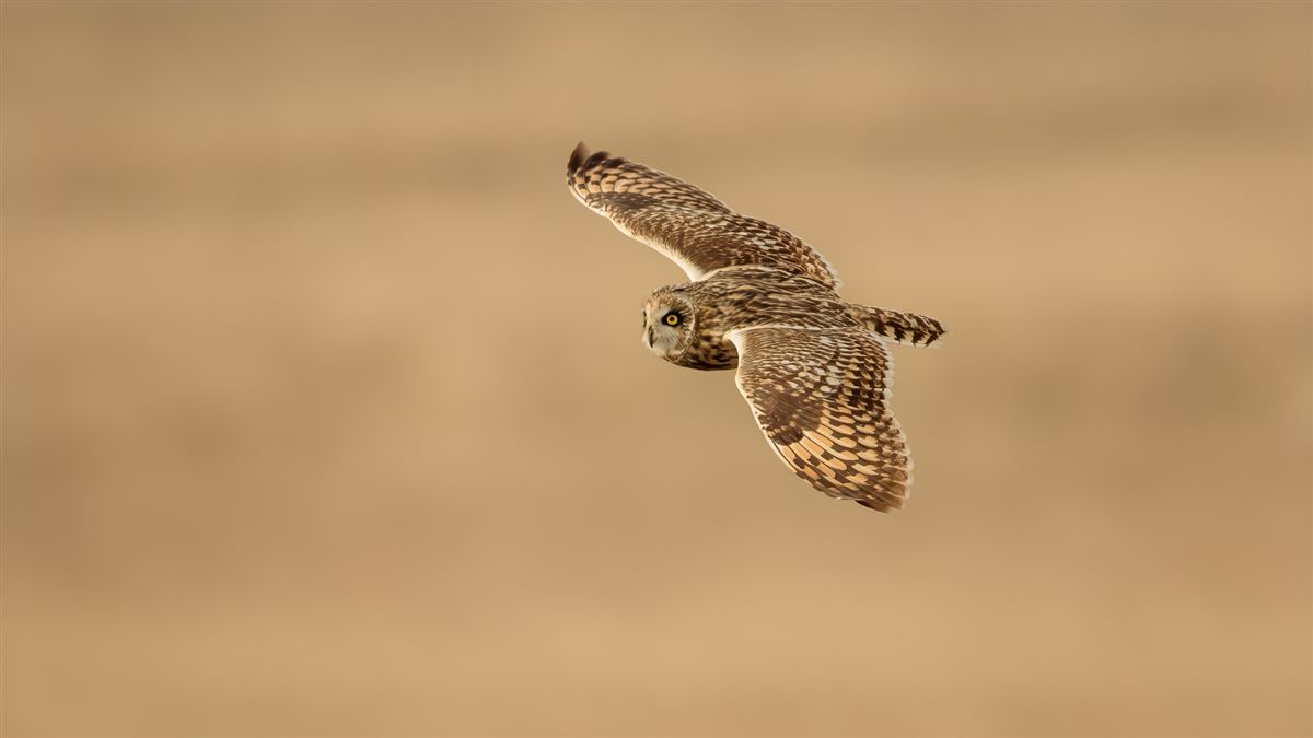 Short-eared Owl