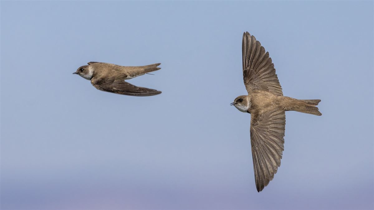 Sand Martin