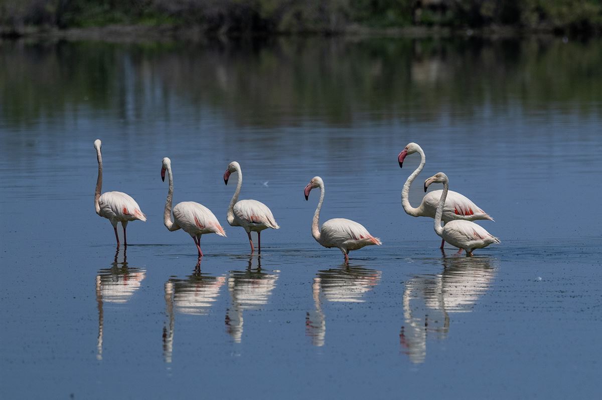 Greater Flamingo