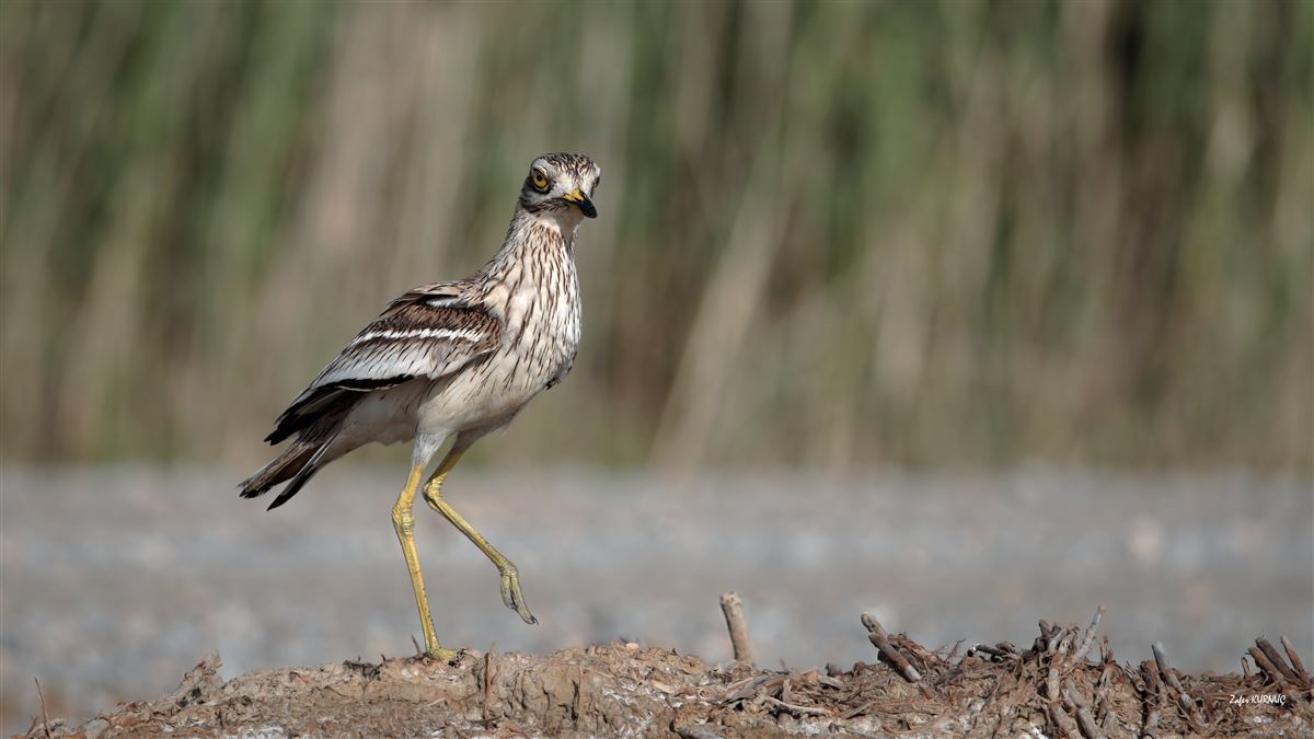 Eurasian Stone-curlew