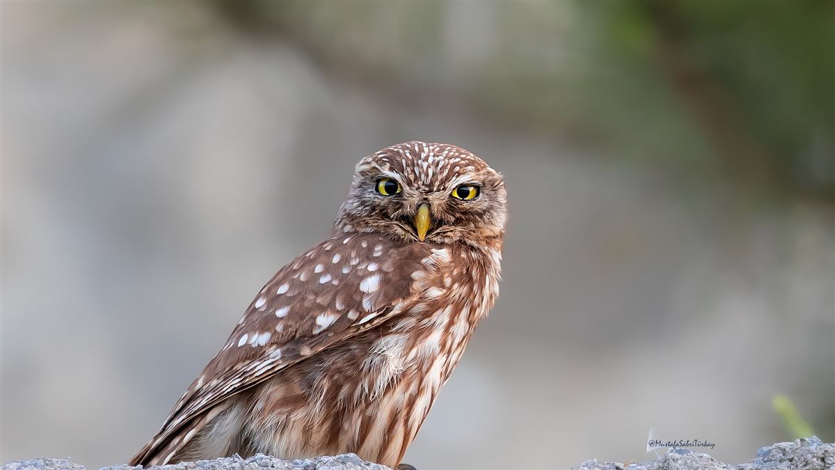 Little Owl