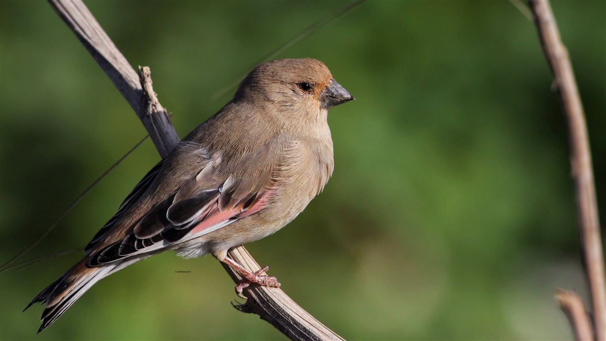 Desert Finch