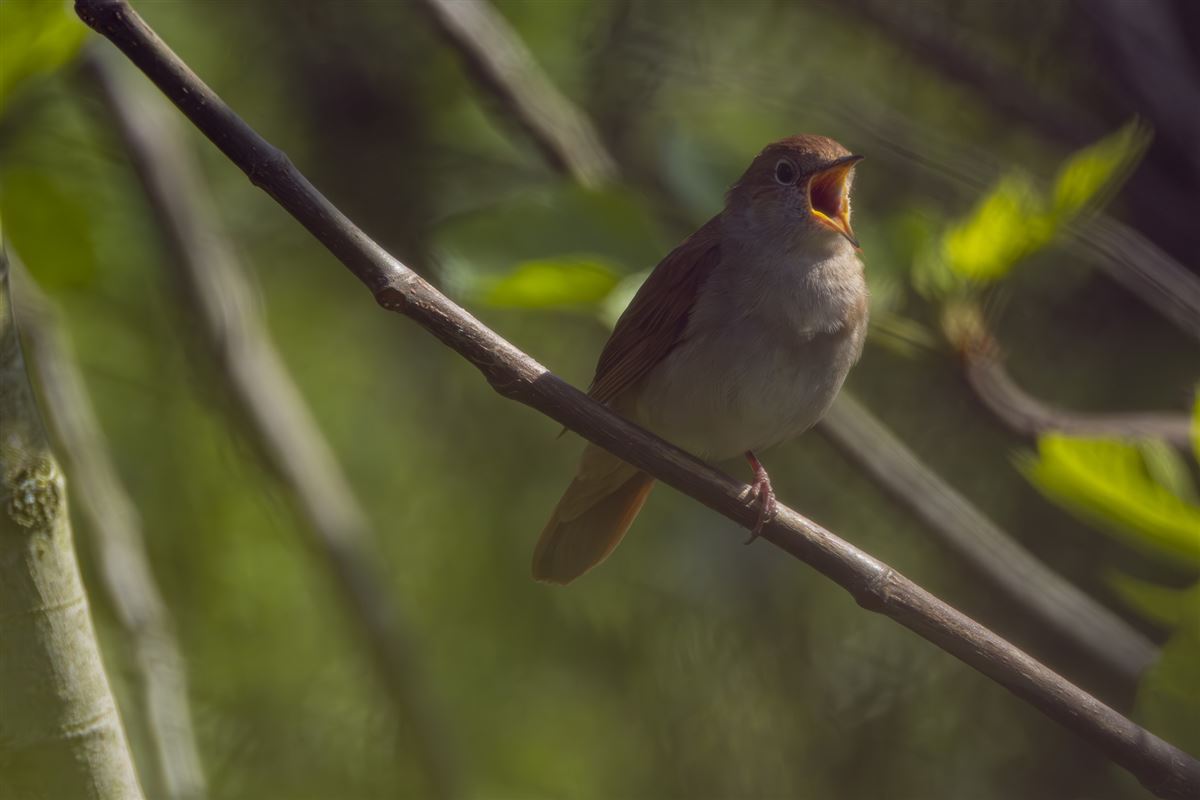 Common Nightingale