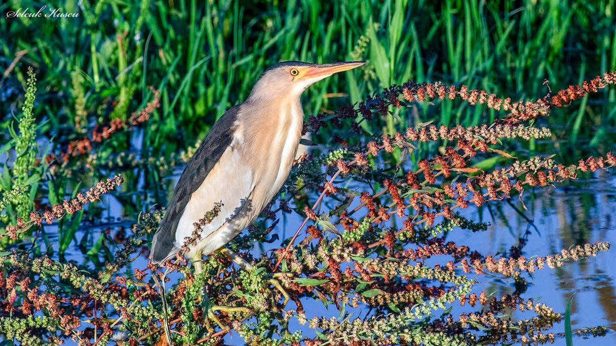 Little Bittern