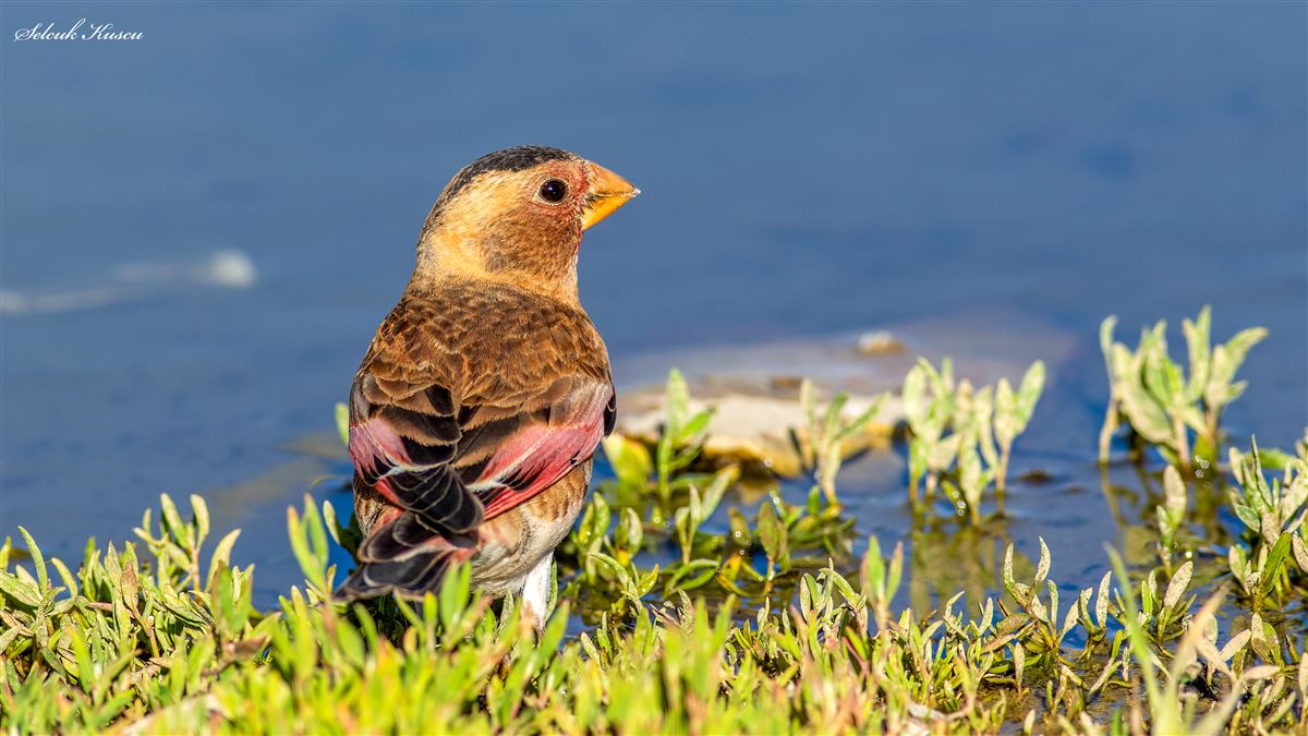 Crimson-winged Finch