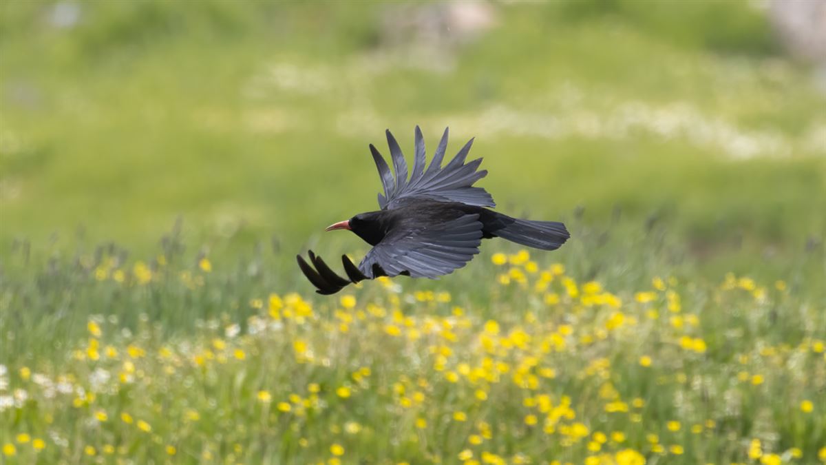 Red-billed Chough