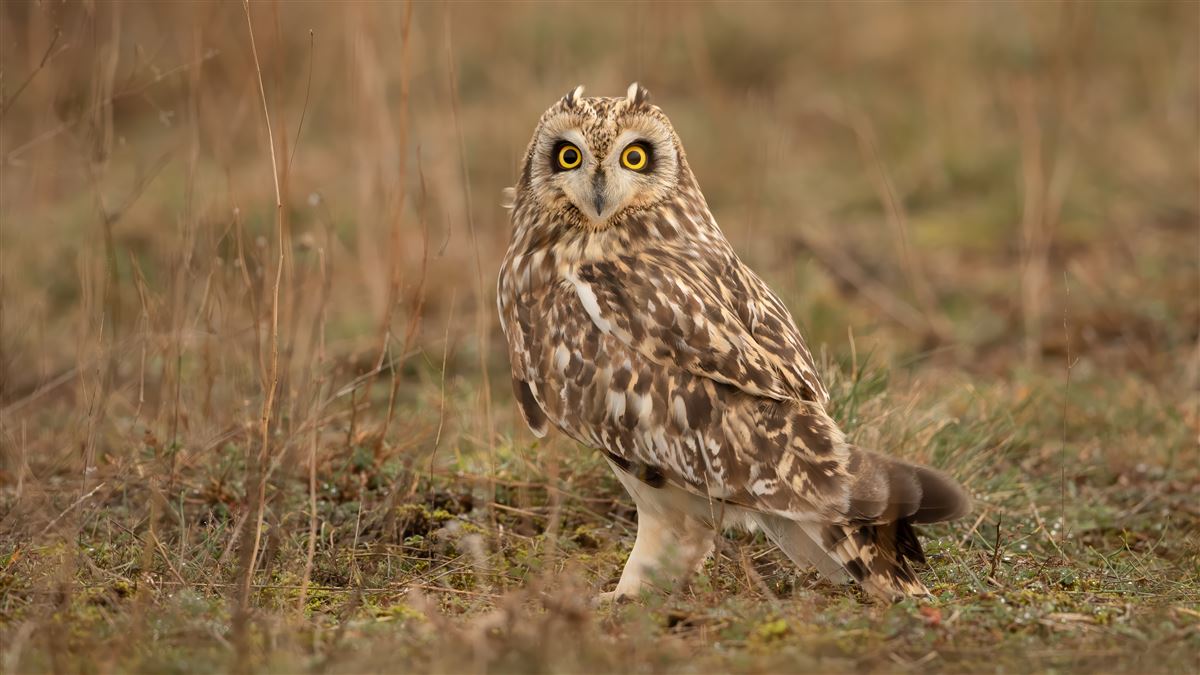 Short-eared Owl