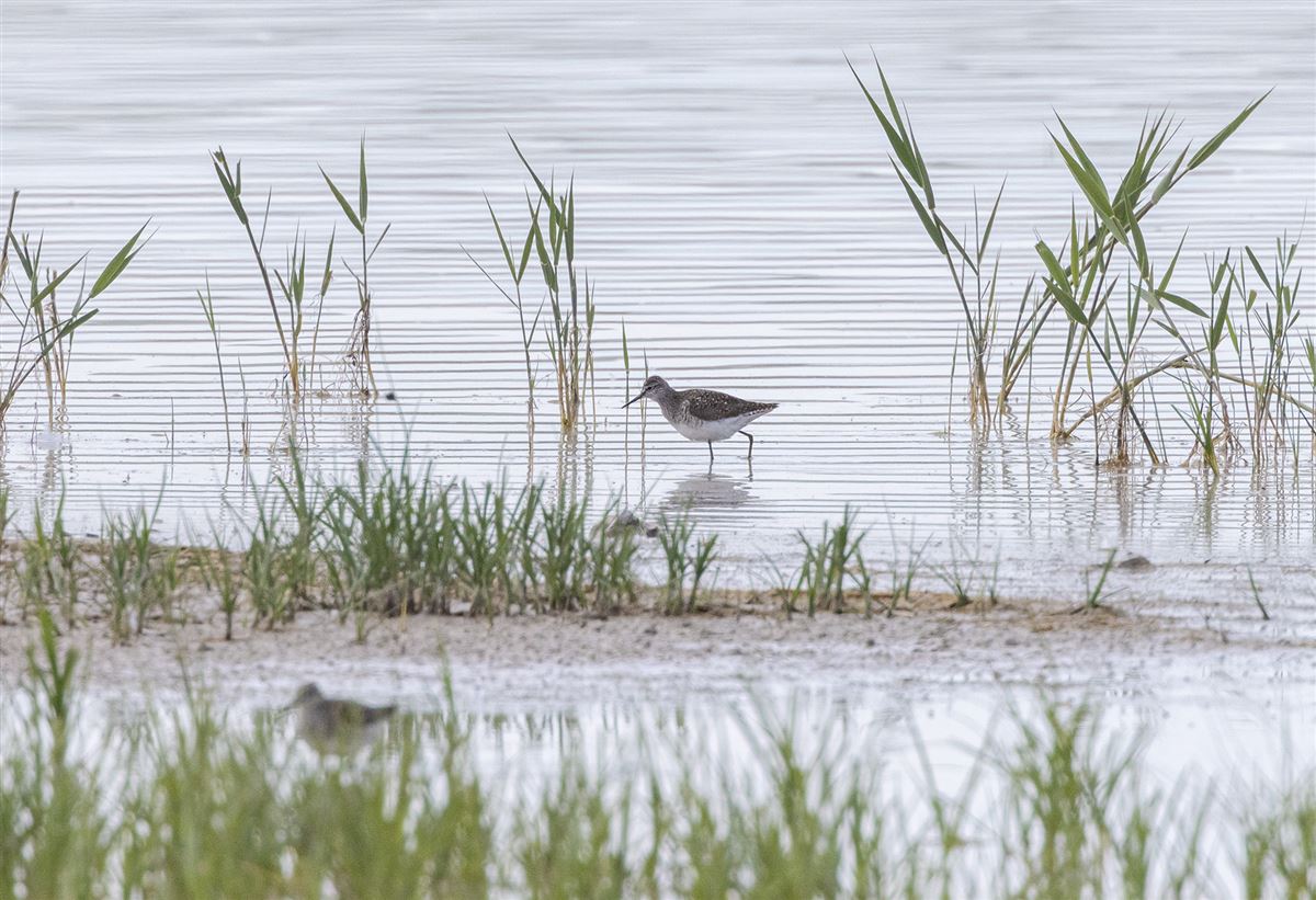 Marsh Sandpiper