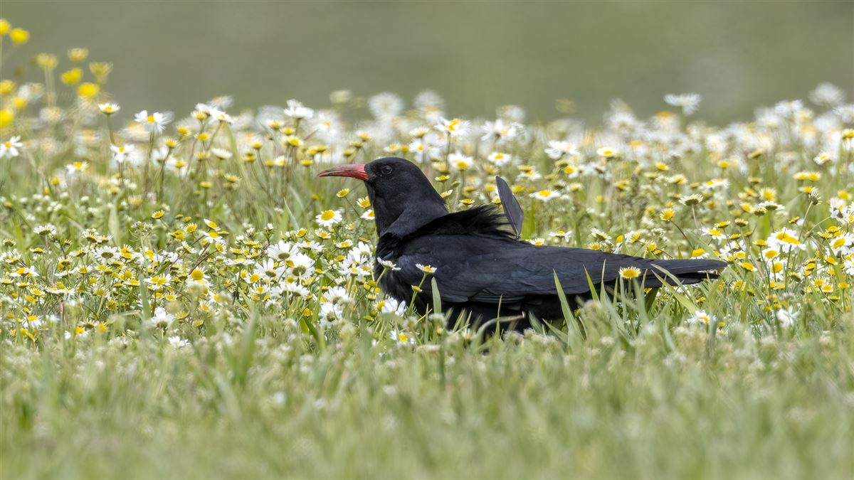 Red-billed Chough