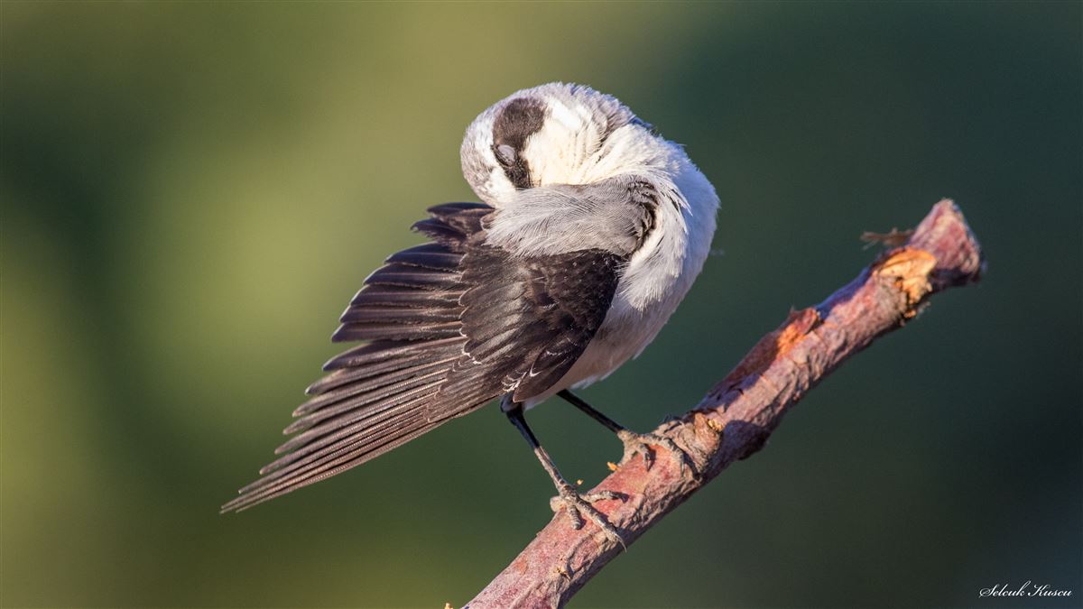 Northern Wheatear