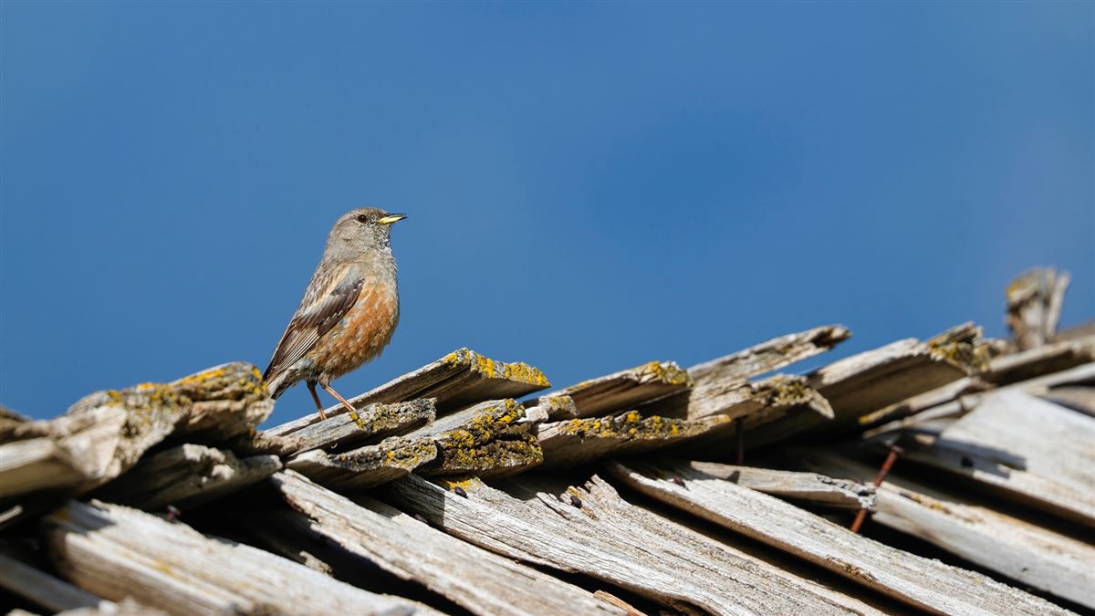 Alpine Accentor