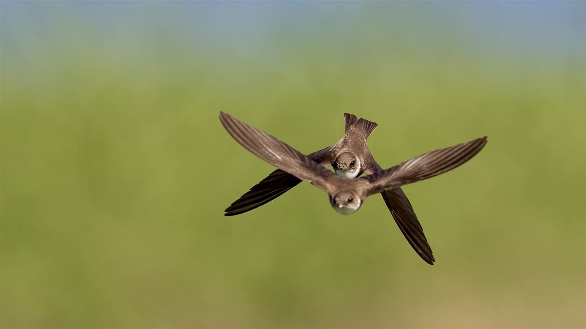 Sand Martin