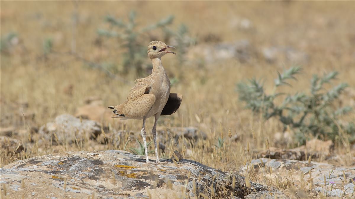Cream-colored Courser