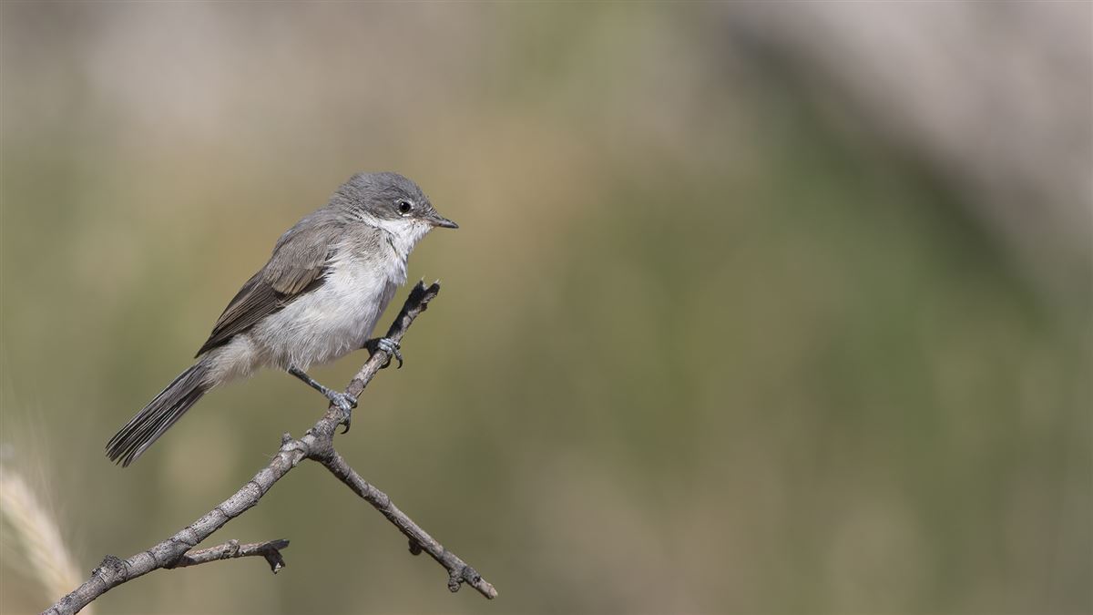 Lesser Whitethroat