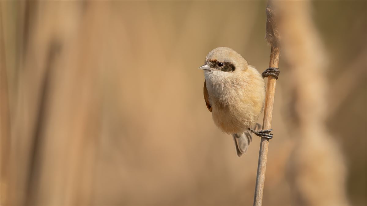 Eurasian Penduline Tit
