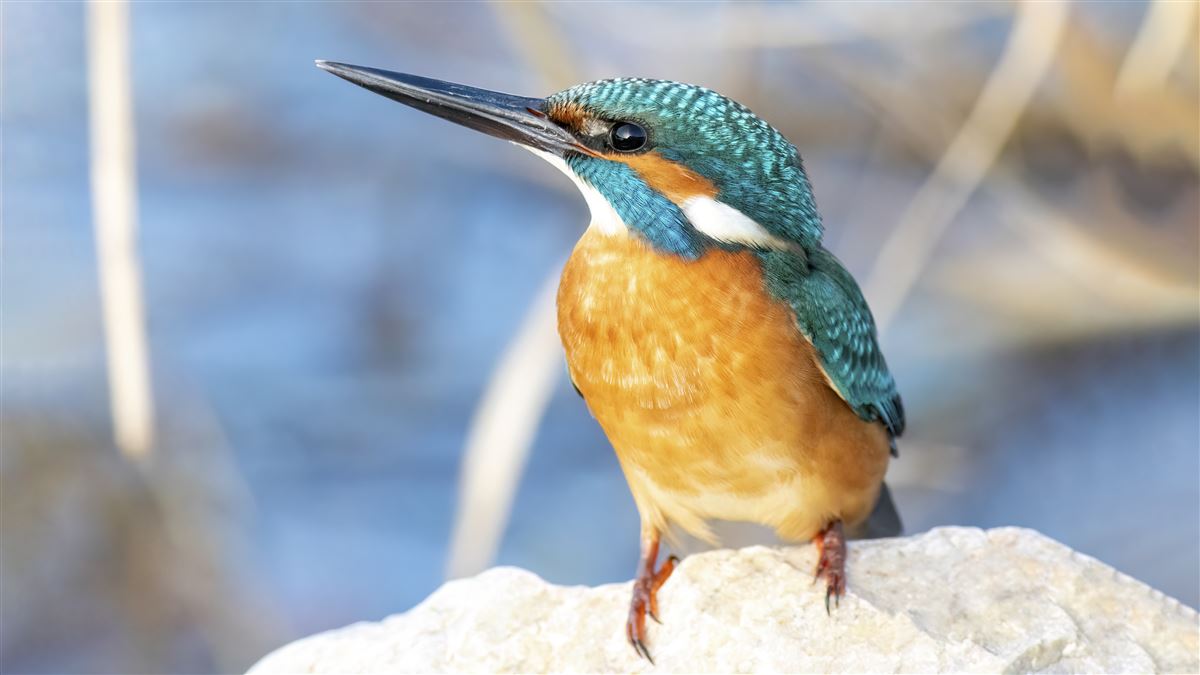 Common Kingfisher