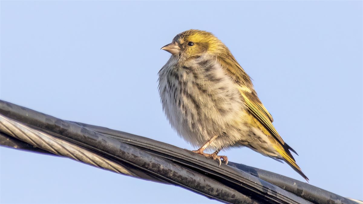 European Serin