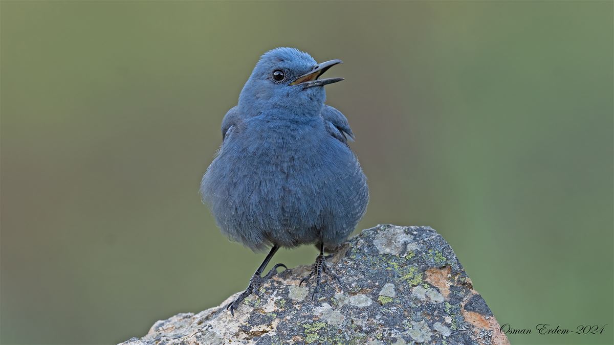 Blue Rock Thrush