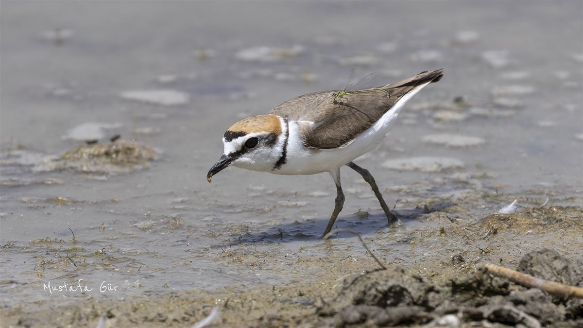 Kentish Plover