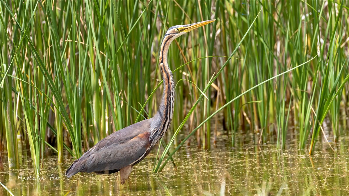 Purple Heron