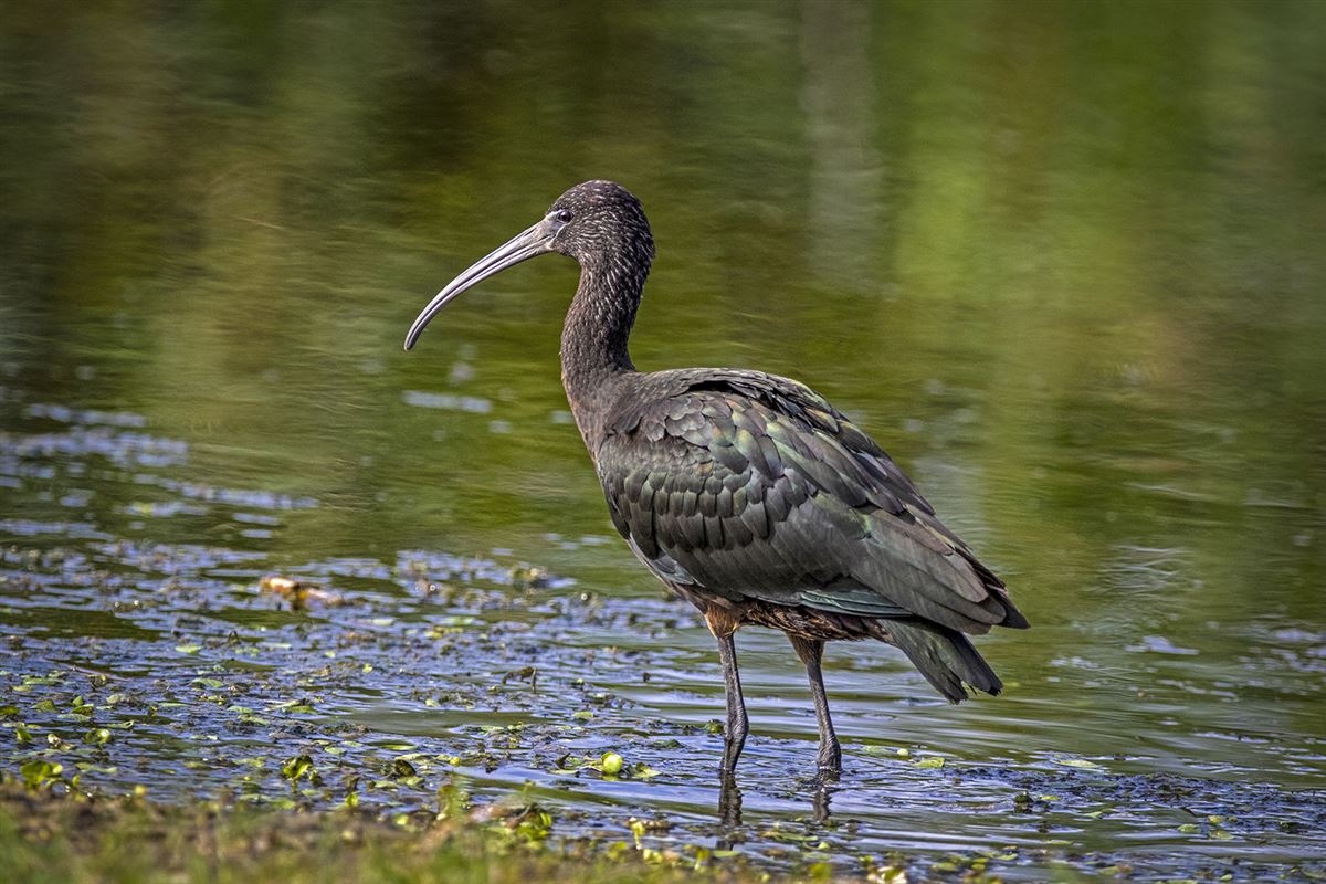 Glossy Ibis