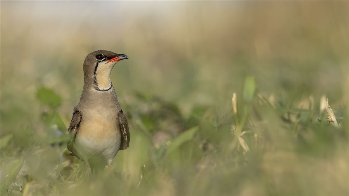 Collared Pratincole