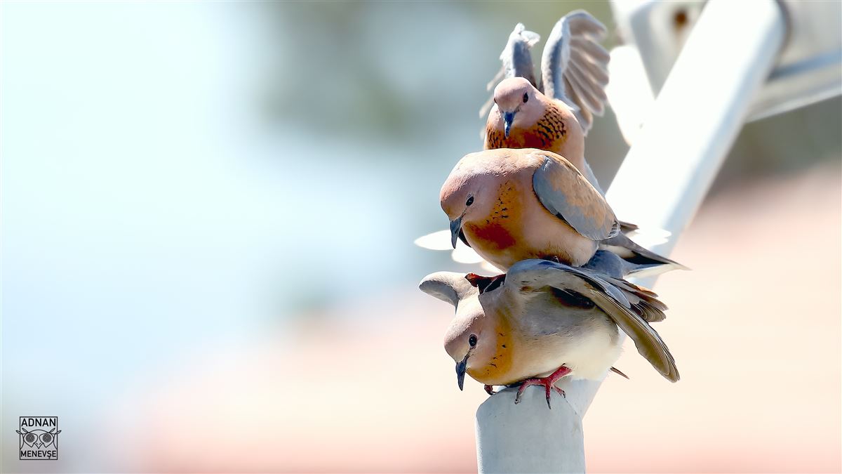 Laughing Dove