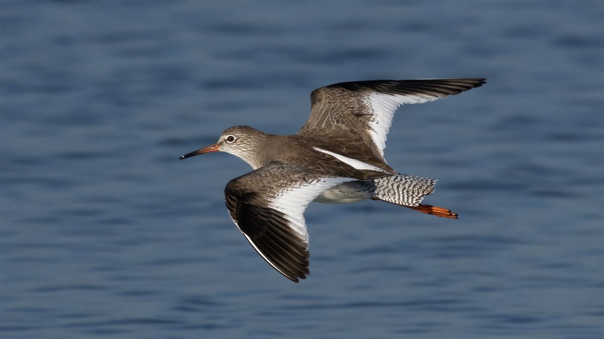 Common Redshank