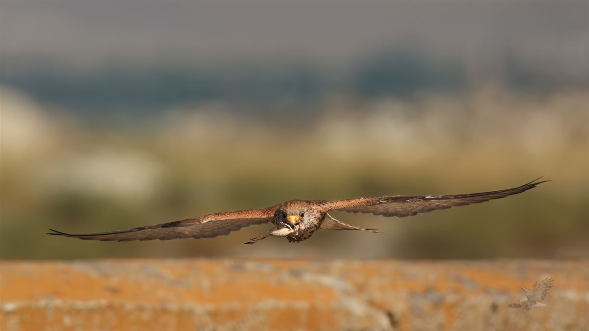 Lesser Kestrel